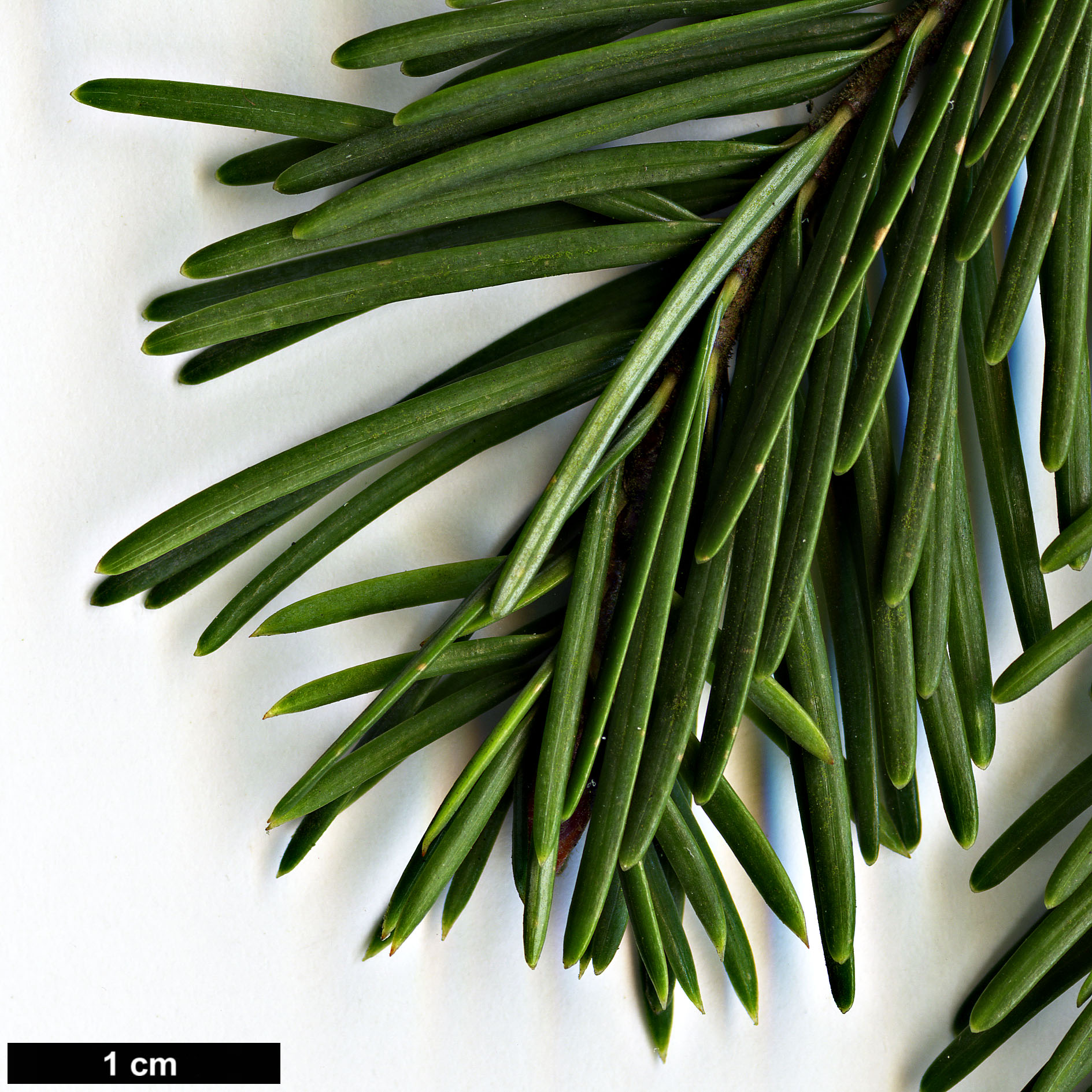 High resolution image: Family: Pinaceae - Genus: Pseudotsuga - Taxon: menziesii - SpeciesSub: var. glauca